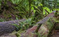 Wälder, Regenwald - Kanada  British Columbia, gemäßgter Regenwald 06.JPG