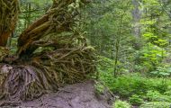 Wälder, Regenwald - Kanada  British Columbia, gemäßgter Regenwald 14.JPG