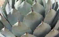 Wiesen & Felder, Agaven & Kakteen - Agaven Gruen  Mescal Agave_Agave parryi_Parry’s Agave 01.JPG