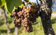 Wiesen & Felder, Weinreben - Weinreben Rot 19.JPG