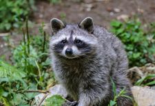 Racoon