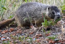 Marmots - Cute and Curious / Yellow-bellied marmot