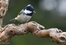 Gefiederte Freunde - Unsere heimischen Gartenvögel - Tannenmeise