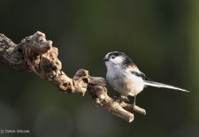 Gefiederte Freunde - Unsere heimischen Gartenvögel - Schwanzmeise