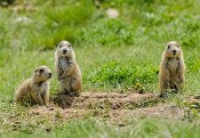 Black-tailed Prairie Dog