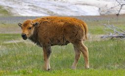 Der nordamerikanische Bison - Bison Kalb im Yellowstone National Park
