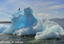 Alaska - Lockruf der Wildnis - Eisberg im Golf von Alaska.JPG