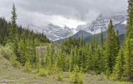 Alberta, Canadian Rockies - Icefields Parkway  Hwy 93, Along the way 02.JPG