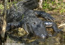 Alligatoren in Florida - Missisippi Alligator, Myakka River State Park.JPG