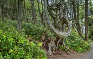 British Columbia, Vancouver Island - Ucluelet  Wild Pacific Trail 01.JPG