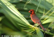 Floridas Tierwelt - Rotkardinal.JPG