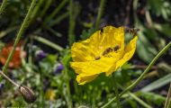 Fluginsekten, Neuflügler - Hautflügler  Honigbiene_Apis_Honeybee 04.JPG