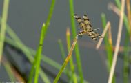 Fluginsekten, Neuflügler - Libellen  Segellibelle 03.JPG