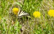 Fluginsekten, Neuflügler - Schmetterlinge  Westlicher Tigerschwalbenschwanz_Papilio canadensis_Canadian Tiger Swallowtail 06.JPG