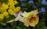 Gärten & Parks - Blumenbeete Bunte Mischung 19.JPG