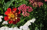 Gärten & Parks - Blumenbeete Bunte Mischung 43.JPG