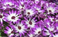 Gärten & Parks - Staudenpflanzen Gerbera 03.JPG