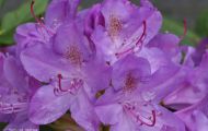 Gärten & Parks - Staudenpflanzen Rhododendron mit hellvioletten Blüten 3.JPG