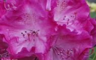Gärten & Parks - Staudenpflanzen Rhododendron mit weinroten Blüten 05.JPG