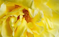 Gärten & Parks - Staudenpflanzen Rosen mit gelben Blüten 04.JPG