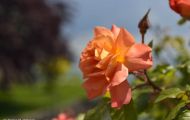 Gärten & Parks - Staudenpflanzen Rosen mit lachsfarbenen Blüten 03.JPG