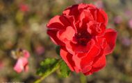 Gärten & Parks - Staudenpflanzen Rosen mit roten Blüten 03.JPG
