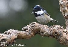 Heimische Gartenvögel - Gefiederte Freunde - Tannenmeise.JPG