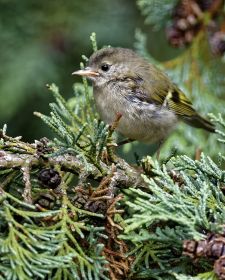 Native Birds of Britain - Firecrest.JPG