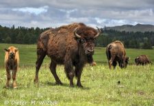 North American Bison - Bison herd with calf, Custer State Park.JPG