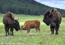 North American Bison - Bison with calf, Custer State Park.JPG