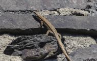 Reptilien, Echsen - Mauereidechse_Podarcis muralis_Common Wall Lizard 04.JPG