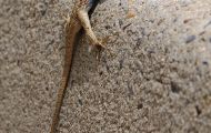 Reptilien, Echsen - Westlicher Zaunleguan_Sceloporus graciosus_Sagebrush Lizzard 02.JPG