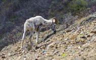 Tiere, Säugetiere - Alaska Schneeschaf 02.JPG