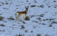 Tiere, Säugetiere - Huftiere   Gabelbock_Antilocapra americana_Pronghorn Antelope 01.JPG