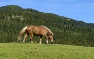 Tiere, Säugetiere - Huftiere   Haflinger Pferd_Equus caballus_Pack horse 03.JPG