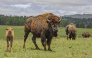 Tiere, Säugetiere - Huftiere  Amerikanischer Bison_Bison bison_Bison 03.JPG