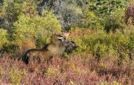 Tiere, Säugetiere - Huftiere  Elch_Alces alces_Moose 03.JPG