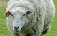 Tiere, Säugetiere - Huftiere  Hausschaf_Ovis orientalis aries_Domestic Sheep 01.JPG