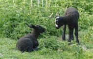 Tiere, Säugetiere - Huftiere  Hausschaf_Ovis orientalis aries_Domestic Sheep 07.JPG