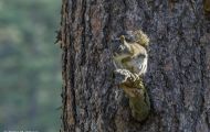 Tiere, Säugetiere - Nagetiere  Gemeines Rothörnchen_Tamiasciurus hudsonicus_American Red Squirrel 02.JPG