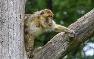 Tiere, Säugetiere - Primaten  Magot (Berberaffe)_Macaca sylvanus_Barbary Ape 03.JPG