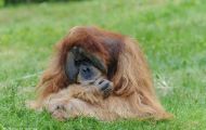 Tiere, Säugetiere - Primaten  Orang-Utan_Pongo pygmaeus_Orangutan 01.JPG