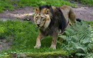 Tiere, Säugetiere - Raubtiere  Asiatischer Löwe_Panthera leo persica_Asiatic Lion 05.JPG
