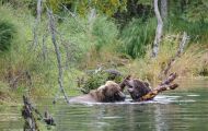 Tiere, Säugetiere - Raubtiere  Braunbär_Ursus arctos_Brown (Grizzly) Bear 07.JPG