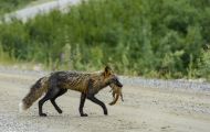 Tiere, Säugetiere - Raubtiere  Polarfuchs_Alopex lagopus_Arctic Fox 04.JPG