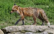 Tiere, Säugetiere - Raubtiere  Rotluchs_Lynx rufus_Bobcat 06.JPG