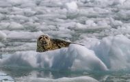 Tiere, Säugetiere - Raubtiere  Seehund_Phoca vitulina_Harbor Seal 05.JPG
