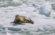 Tiere, Säugetiere - Raubtiere  Seehund_Phoca vitulina_Harbor Seal 08.JPG