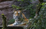Tiere, Säugetiere - Raubtiere  Sibirischer Tiger_Panthera tigris altaica_Siberian Tiger 02.JPG