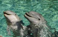 Tiere, Säugetiere -Zahn- & Bartenwale  Großer Tümmler_Tursiops truncatus_Bottle-Nosed Dolphin 03.JPG